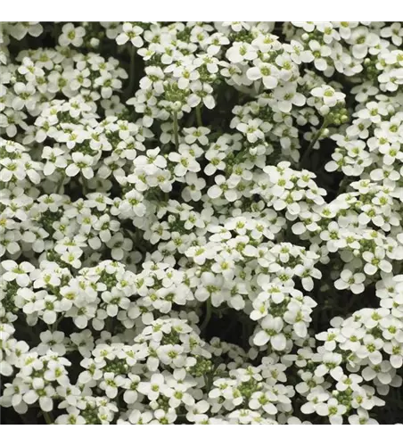 Pritzelago alpina 'Ice Cube'