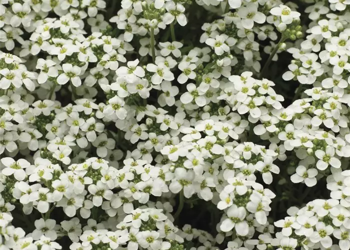 Pritzelago alpina 'Ice Cube'