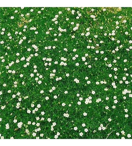 Sagina subulata 'Irish Moos'