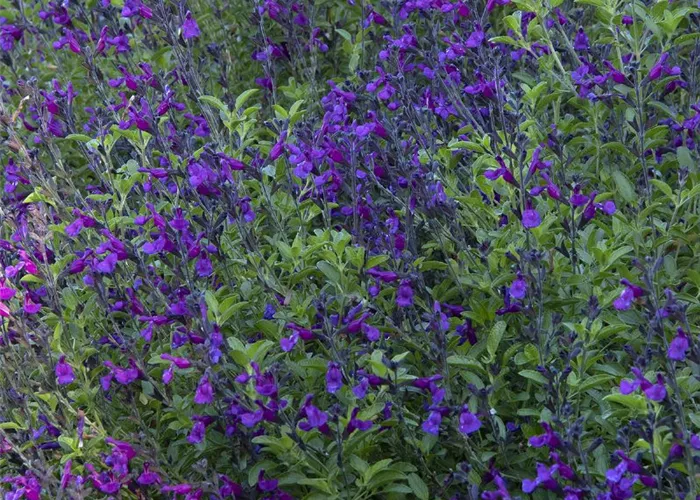 Salvia nemorosa 'Blue Bouquetta'® 