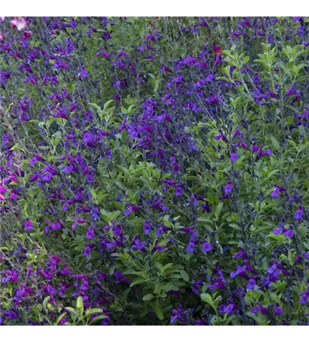 Salvia nemorosa 'Blue Bouquetta'® 