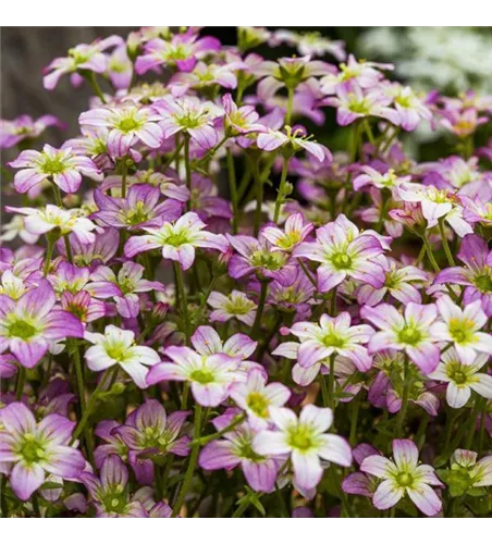 Saxifraga x arendsii 'Touran Pink'® 