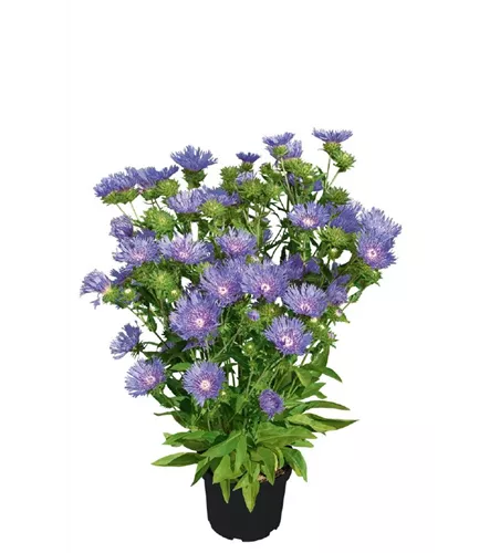 Stokesia laevis 'Peachie´s Pick' Stokesia laevis 'Peachie´s Pick'