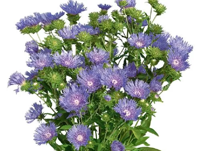 Stokesia laevis 'Peachie´s Pick'