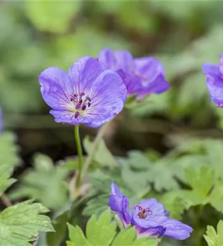 Geranium wallichianum 'Rozanne'® 
