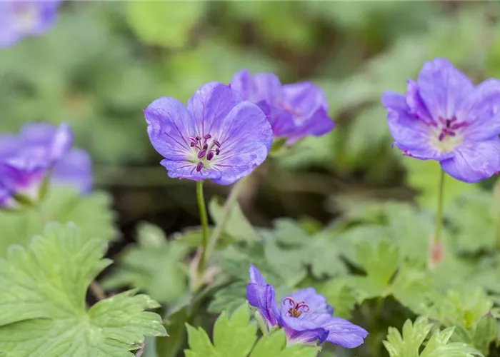 Geranium wallichianum 'Rozanne'® 