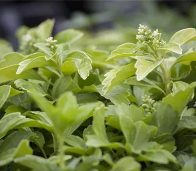 Pachysandra terminalis 'Green Sheen'®