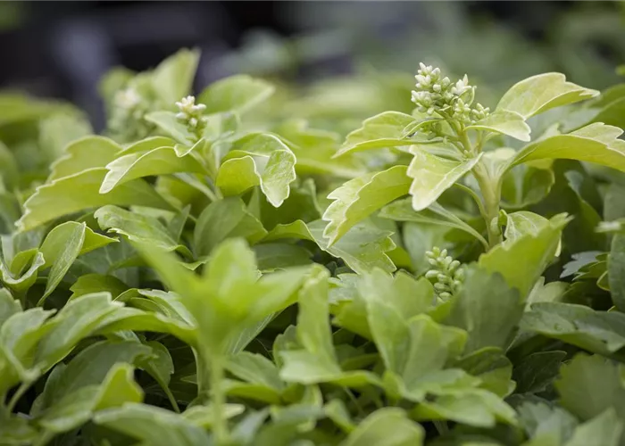 Pachysandra terminalis 'Green Sheen'® Pachysandra terminalis 'Green Sheen'®