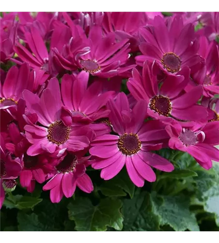 Pericallis 'Senetti® Orange Red'