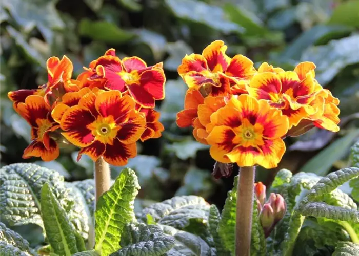 Primula elatior 'Gold Nugget'