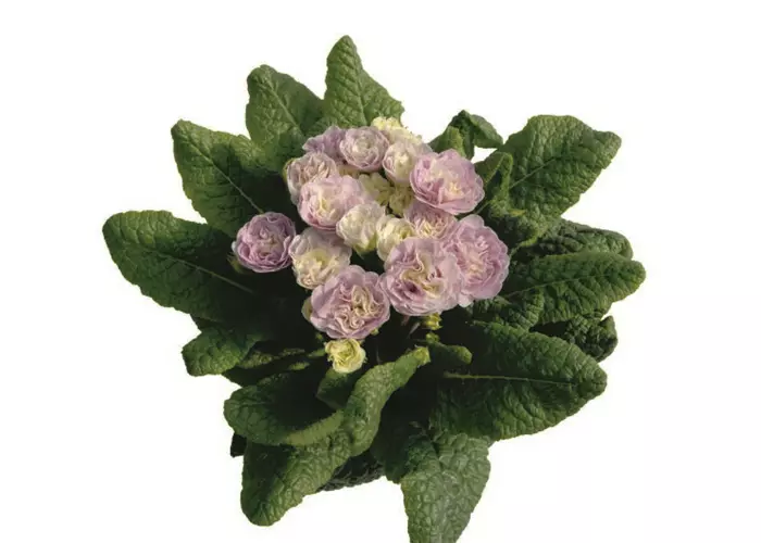 Primula vulg. 'Belarina Pink Champagne'