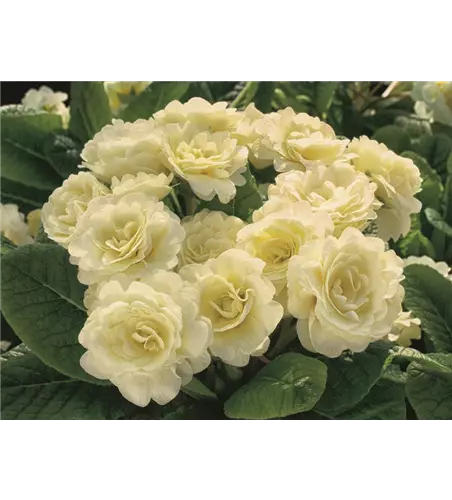 Primula vulg. 'Belarina Cream'