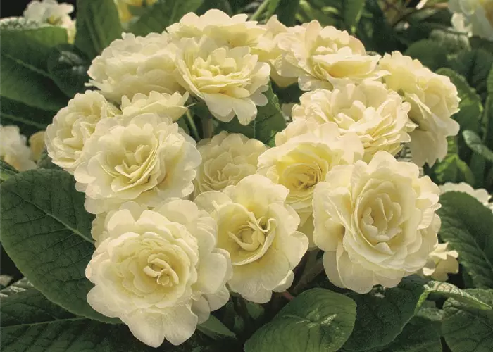 Primula vulg. 'Belarina Cream'