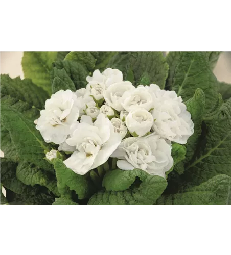 Primula vulgaris 'Belarina Snow'