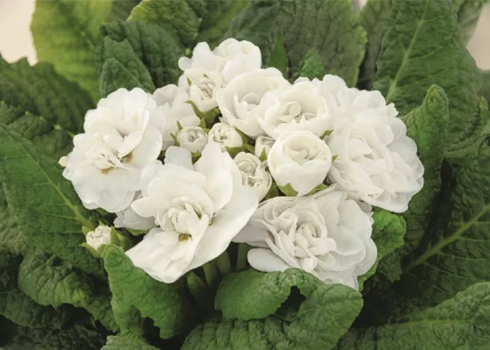 Primula vulgaris 'Belarina Snow'