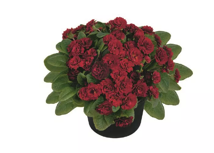 Primula vulgaris 'Belarina Valentine'