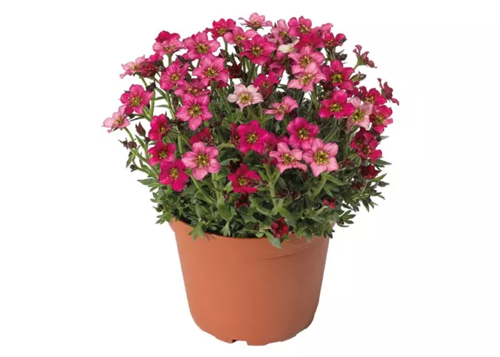 Saxifraga x arendsii 'Alpino™ Deep Rose'