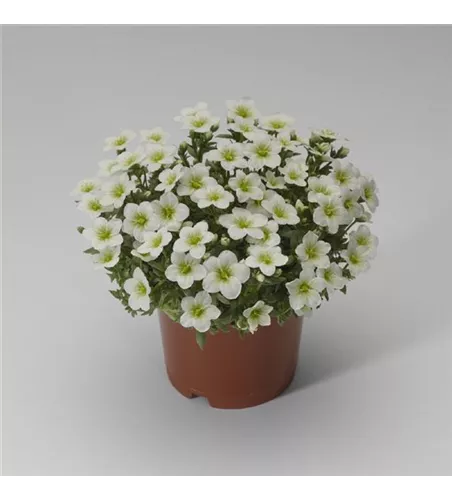 Saxifraga x arendsii 'Alpino™ White'