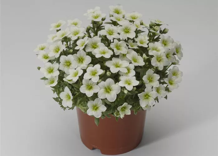 Saxifraga x arendsii 'Alpino™ White'