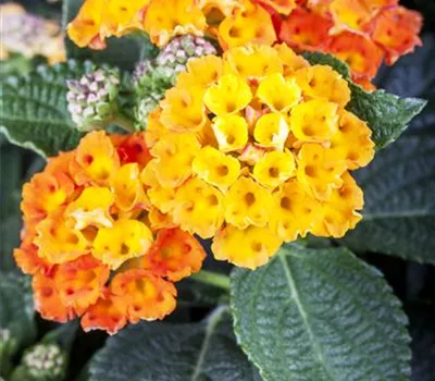 Lantana camara Lantana camara
