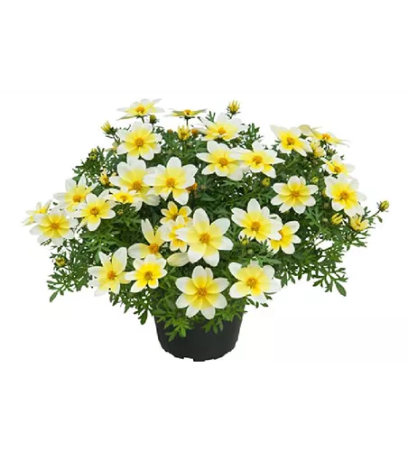 Bidens 'Campfire® Electric White