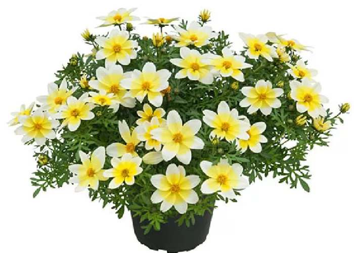 Bidens 'Campfire® Electric White