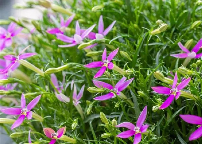 Isotoma axillaris 'Patti´s Pink' 