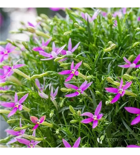 Isotoma axillaris 'Patti´s Pink' 