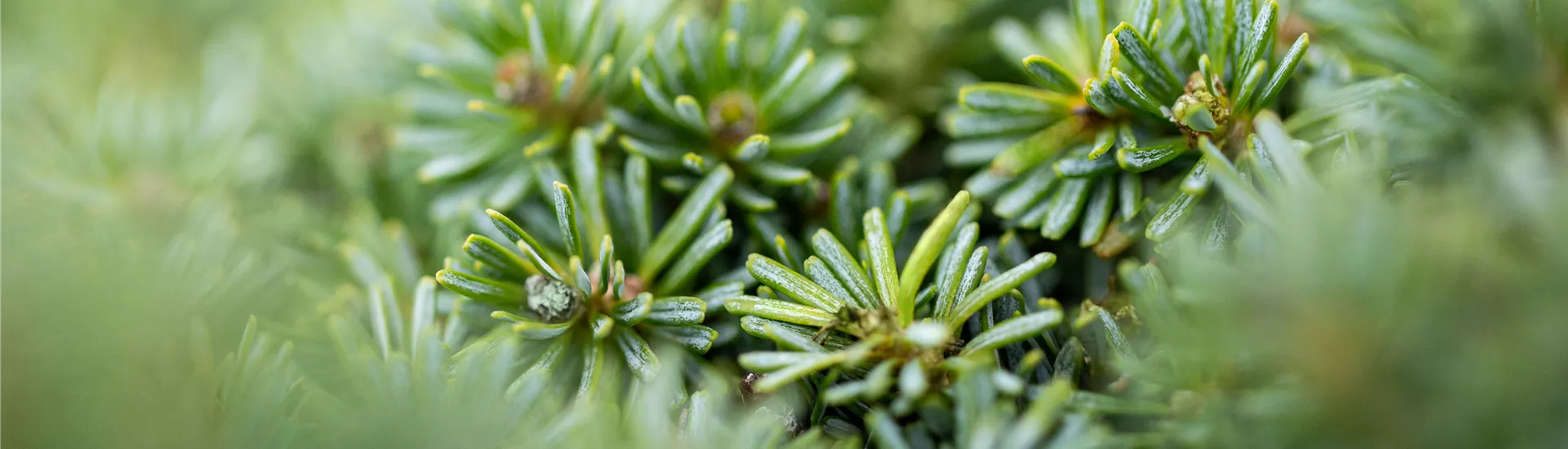 Abies koreana 'Brillant'