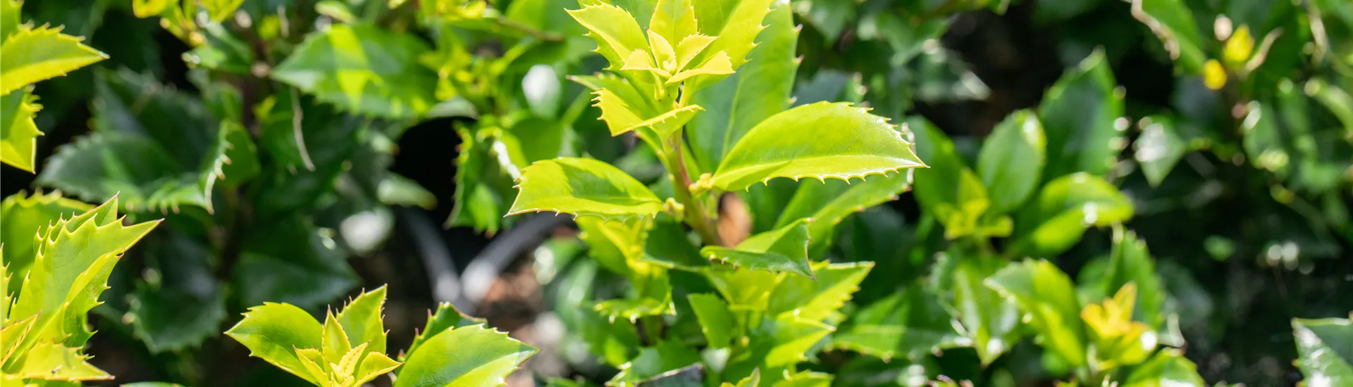 Ilex meserveae 'Heckenstar'(s)