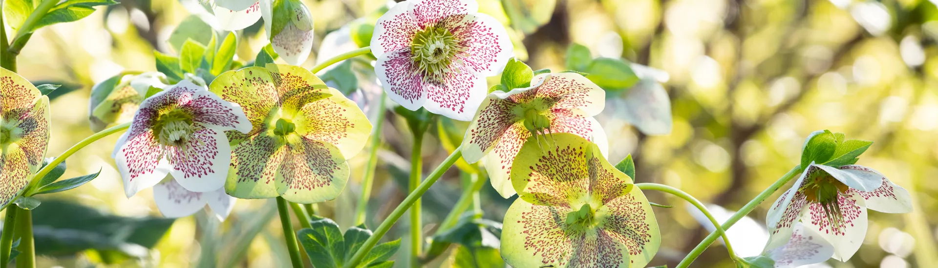 Helleborus Hybride 'Spring Promise Conny'