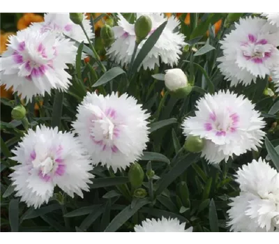 Dianthus 'Diantica® White & Eye'