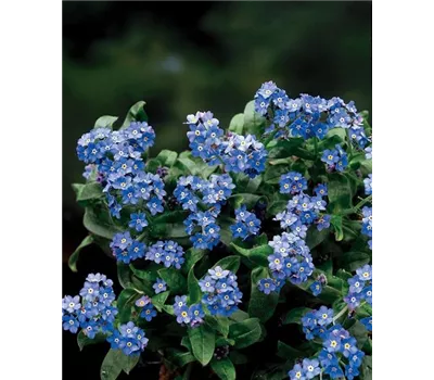 Myosotis sylvatica 'Nina Early Blue' Myosotis sylvatica 'Nina Early Blue'