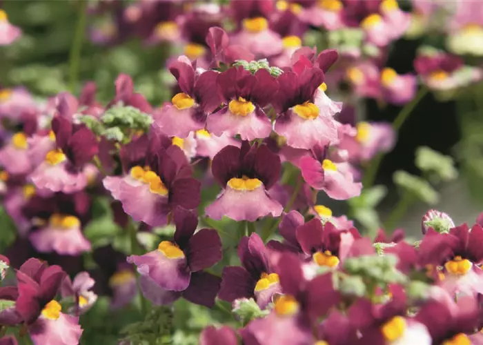 Nemesia Fairy Kisses™ 'Boysenberry' 