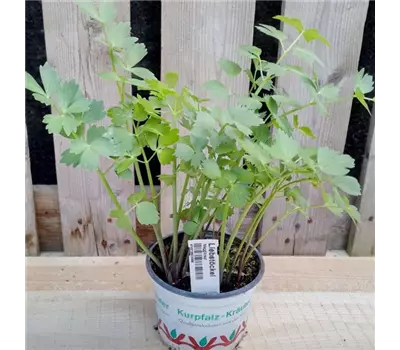 Levisticum officinale
