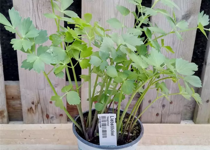 Levisticum officinale