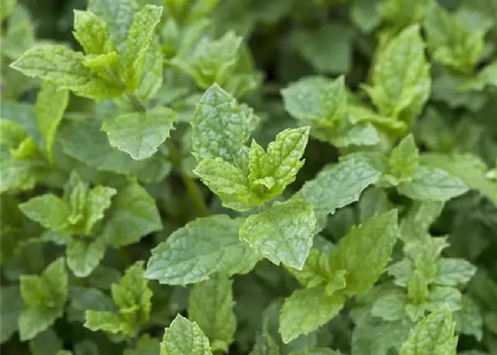 Mentha spicata 'Hugo'