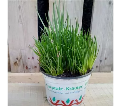 Allium schoenoprasum