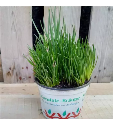 Allium schoenoprasum