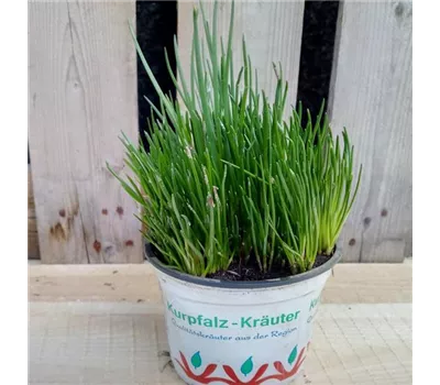 Allium schoenoprasum