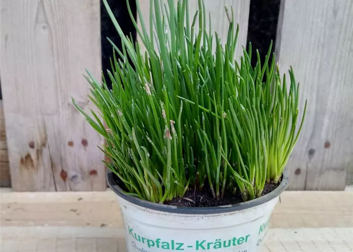 Allium schoenoprasum