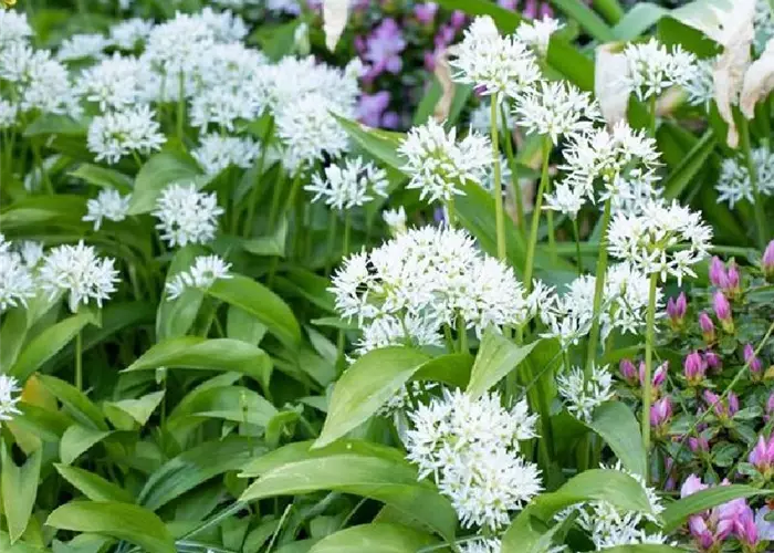 Allium ursinum