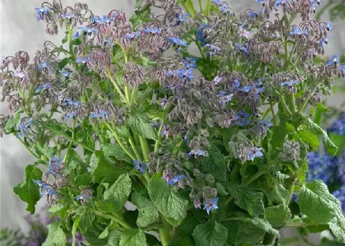 Borago officinalis