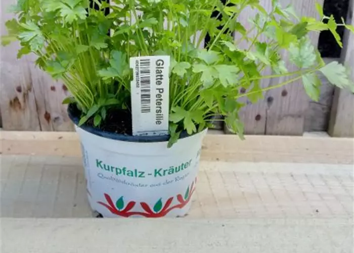 Petroselinum crispum 'Einfache Schnitt' 