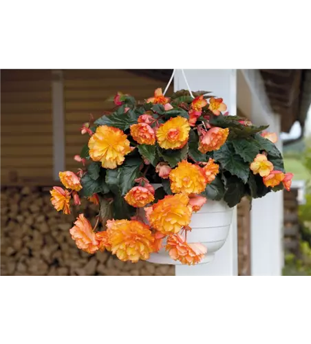 Begonia t. 'Illumination Golden Picotee'