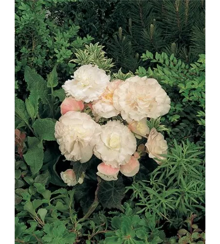 Begonia tuberhyb. 'Nonstop Appleblossom'