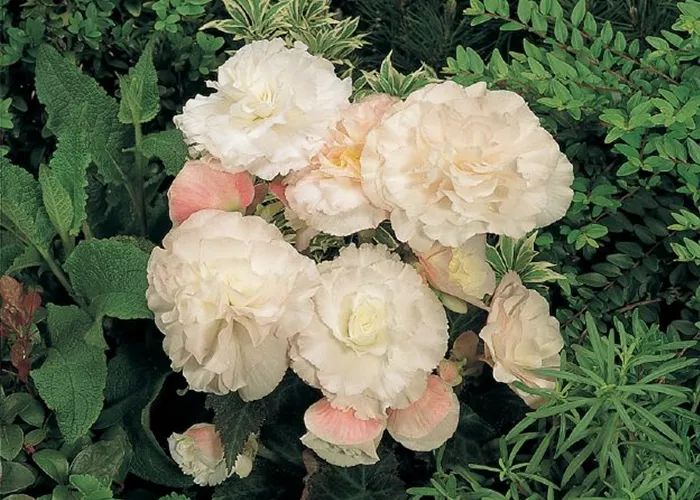 Begonia tuberhyb. 'Nonstop Appleblossom'