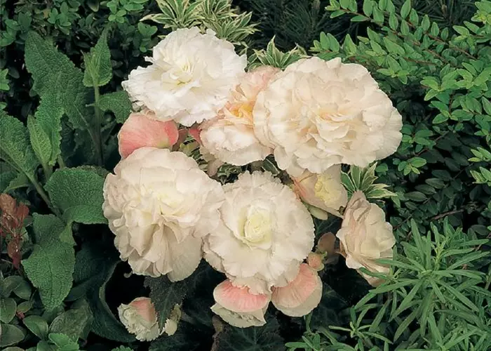 Begonia tuberhyb. 'Nonstop Appleblossom'
