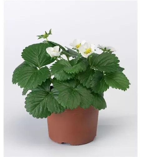 Fragaria x ananassa 'Fragoo Beltran'®