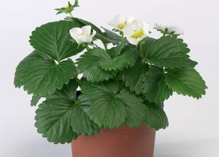 Fragaria x ananassa 'Fragoo Beltran'®